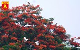 Ngắm đảo cò Hưng Yên mùa phượng vỹ